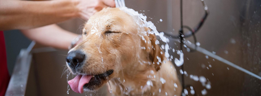 Dog Grooming / British School of Grooming