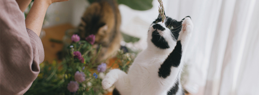 Home Boarding (Host Homes & Client’s Home)